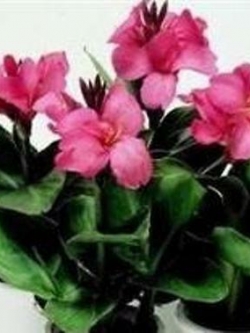 พุทธรักษา ดอกสีกุหลาบ (Tropical Rose) / 5 เม็ด (UK)