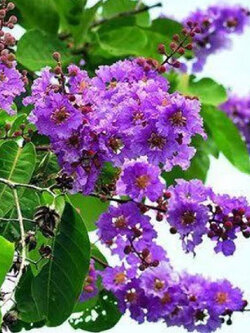 เมล็ดพันธุ์ อินทนิล อินทนิลน้ำ ตะแบกดำ / 30 เม็ด