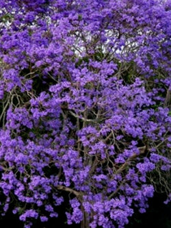 ศรีตรัง (Jacaranda mimosifolia) / 50 เม็ด (Spain)*