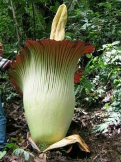 บุกคางคก (Elephant Yam) / 5 เม็ด (Portugal)*