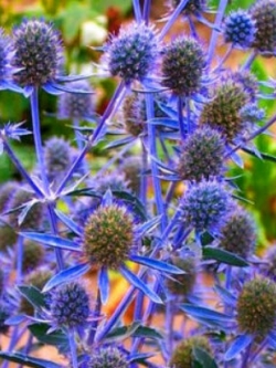ซี ฮอลลี่ บลู (Sea Holly Blue) / 350 เม็ด (UK)