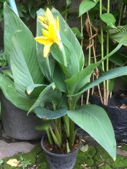 ต้นพุทธรักษาเตี้ย สีเหลือง / ต้น