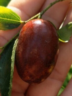 ต้น พุทราแดง (หงจ่าว) พุทราจีนลูกยาว ต้นใหญ่ น่าปลูก สูง 100 ซ.ม.+ ต้นไม้นำเข้า