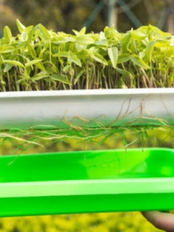 ถาดเพาะเมล็ด