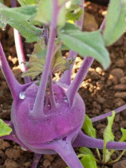 กะหล่ำปมม่วง (Purple Vienna Kohlrabi) / 50 เม็ด (USA)