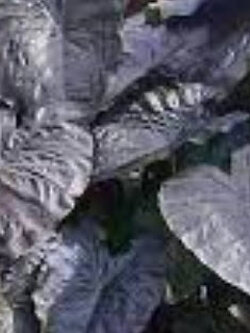 เมล็ดพันธุ์ บอน แบล๊คไดมอนด์ เฮด / 5 เม็ด (P2S)*