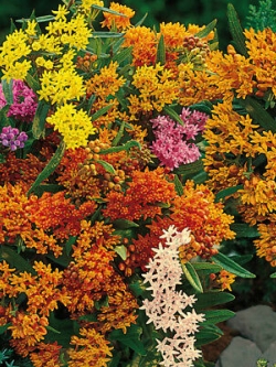 มิลค์หวีด (Milkweed) คละ / 15 เม็ด