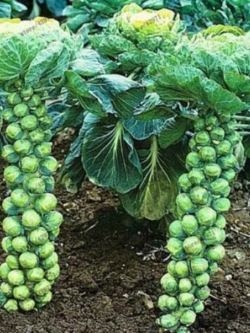กะหล่ำดาว (Brussels Sprouts) / 200 เม็ด (นอก)