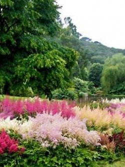 อัสดง (Astilbe) คละ / ซอง 50 เม็ด (A117)