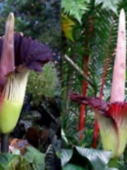 บุกยักษ์ หรือต้นซากศพ (Corpse flower) คละ / 40 เม็ด (Malaysia) หายาก