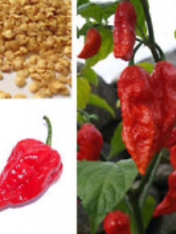 พริก Bhut Jolokia / ซอง 20 เม็ด