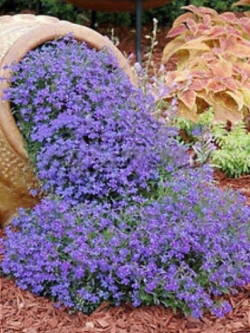 ร็อคเครส (Rock Cress) หรือน้ำตก คละ / 100 เม็ด