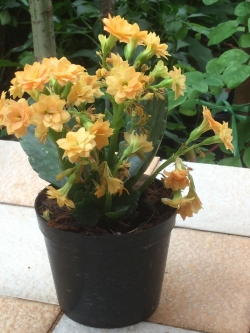 ต้นกุหลาบหิน สีเหลือง ซ้อน (size-S) / ต้น