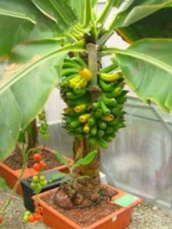 กล้วยแคระ (Dwarf Banana Tree) / 25 เม็ด (China)