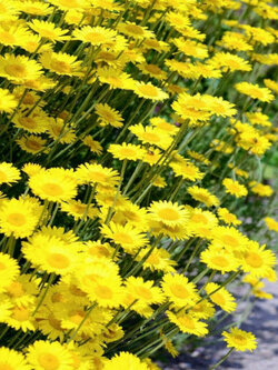 มาร์เกอไรท์เดซี่ (Marguerite daisy) หรือคาร์โมมายเหลือง (Yellow Chamomile) / 1,000 เม็ด (UK)