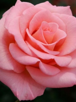 กุหลาบพวง สีชมพูแซลมอน พันธุ์เดียเรสท์ แบบล้างราก / ราก (UK)