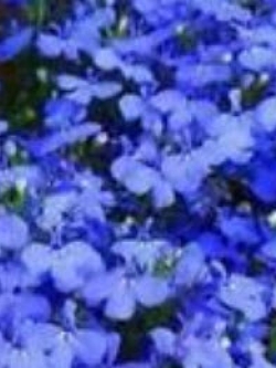 ปีกผีเสื้อ (Oxalis) สีน้ำงิน / 50 เมล็ด