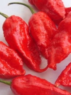 พริก Bhut Jolokia / 20 เม็ด (BG021)