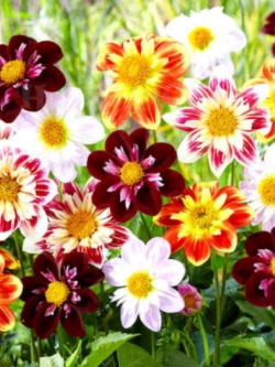 ดาห์เลีย (Dahlia - Collarette Dandy) คละ / 350 เม็ด (UK)