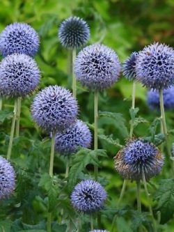 โกลบ ธิสเซิล (Globe Thistle) ดอกใหญ่ / 100 เม็ด (Singapore)*