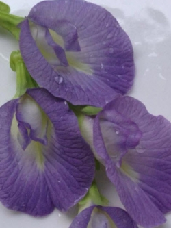 อัญชัน สีม่วงอ่อน / 10 เม็ด (P2S)