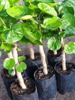 ต้นเล็บครุฑลังกา หรือเล็บครุฑถ้วย กิ่งชำใหญ่ สูง 30-50 ซ.ม./ ต้น