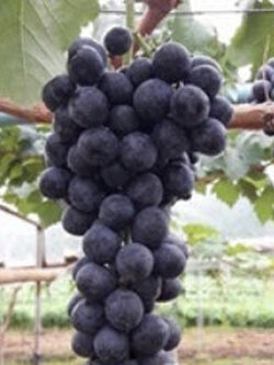 ต้นองุ่น บิวตี้ ซีดเลส (Beauty seedless) / ต้น
