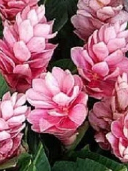 ต้นขิงชมพู (Pink Ginger) กระถาง สูง 20-30 ซ.ม. / ต้น