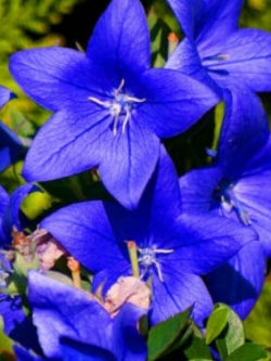 บอลลูน - แอสตร้า บลู (Balloon Flower - Astra Blue) / 250 เม็ด (UK)