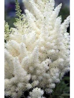 อัสดง (Astilbe) สีขาว / 25 เม็ด (USA)