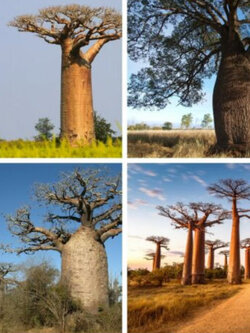 เบาบับ (Baobab) คละ / 5 เม็ด