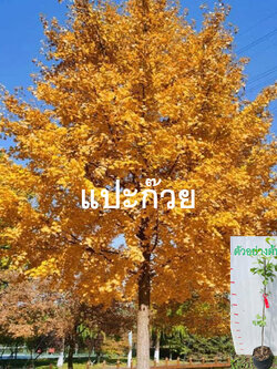 ต้น แปะก๊วย Ginkgo อายุต้น 3 ปี+ สูง 80-100 ซ.ม. ต้นสูง ไม่ต้องรอนาน