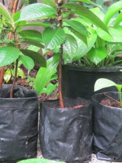 ต้นชมพู่สาแหรก เพาะเมล็ด สูง 15-30 ซ.ม.