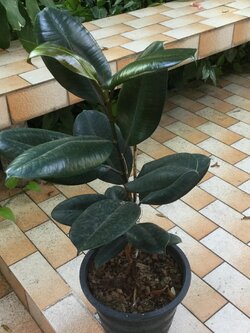 ต้นยางอินเดีย ใบดำ สูง 60-80 ซม. / ต้น