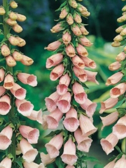 ดิจิทาลิส (Digitalis - Apricot) / 3,000 เม็ด (UK)