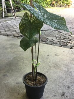 ต้นบอนสี "อิเหนา" กระถาง 8 นิ้ว สูง 45-60 ซ.ม. / ต้น