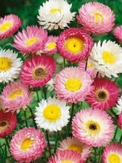 ดอกกระดาษ (Paper Daisy) คละ / 200 เม็ด (Ukraine)