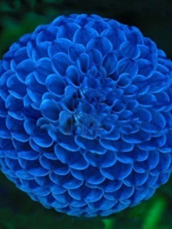 รักเร่ บลู ไฟร์บอล (Dahlia - Blue Fireball) / 100 เม็ด