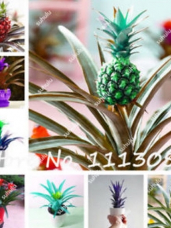สับปะรดสี (Bromeliad) คละ / 100 เม็ด