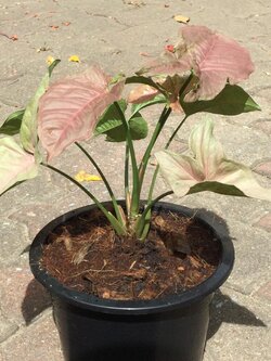 ต้นออมชมพูด่าง กระถาง 8 นิ้ว