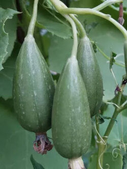 บวบพวง (Bunch Sponge Gourd) / 15 เม็ด (P2S)