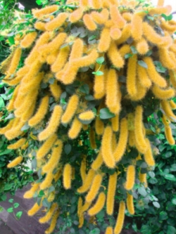 หางกระรอกแดงเลื้อย (Chenille plant) สีเหลือง / 100 เม็ด