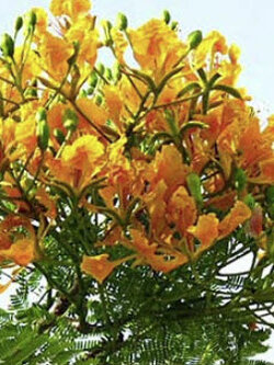 หางนกยูงฝรั่ง ดอกสีเหลือง / 5 เม็ด (P2S)