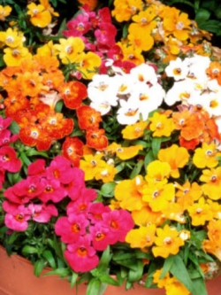 เนมีเซีย ซันดร็อพ (Nemesia Sundrop) คละ / 1,100 เม็ด (UK)