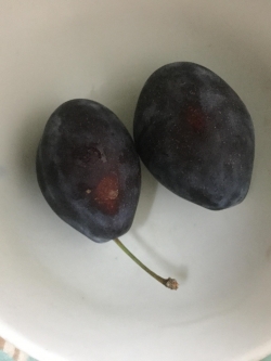 เมล็ดพรุนสด (fresh prune) / 2 เม็ด (Georgia)