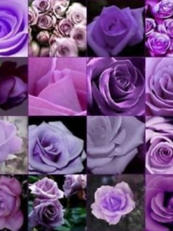 กุหลาบ โทนสีม่วง คละ / 100 เม็ด