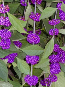 ต้น บิวตี้เบอรี่ beautyberry / ราชาไข่มุก กระถาง 10 นิ้ว