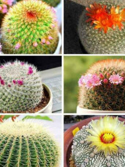 แคคตัส (Cactus) คละ / 100 เม็ด