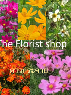 ดาวกระจาย หรือคอสมอส (Cosmos) คละ / 100 เม็ด (P2S)