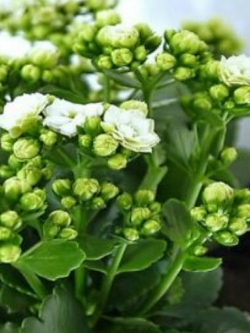 เมล็ดกุหลาบหิน (Kalanchoe) สีขาว / 50 เม็ด (นอก)